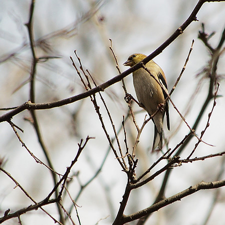Goldfinch, Central Park