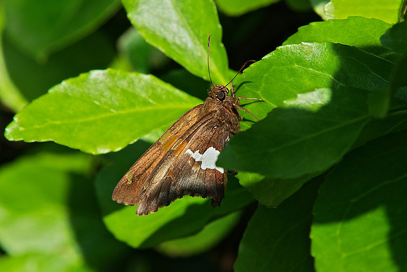 Silver Spotted Skipper, Conservancy Garden