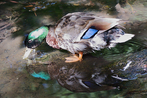 Mallard drallaM
