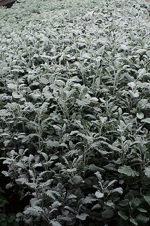 The Silver Garden