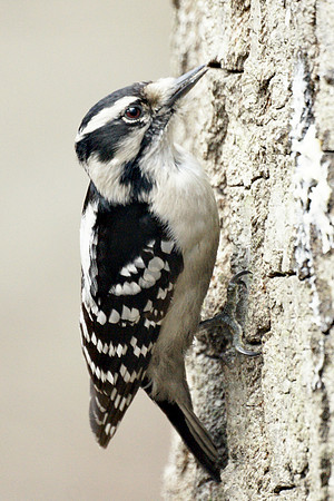 Downy Woodpecker, Central Park