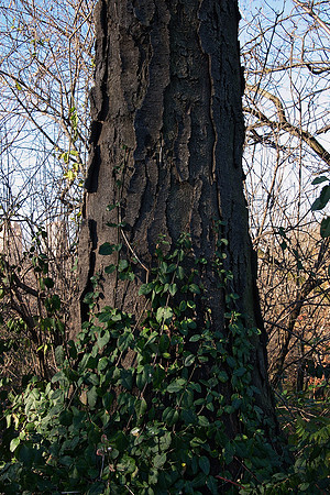 Treet Bark and Climbing Vines, Central Park