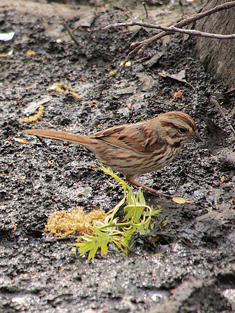 Song Sparrow, Central Park