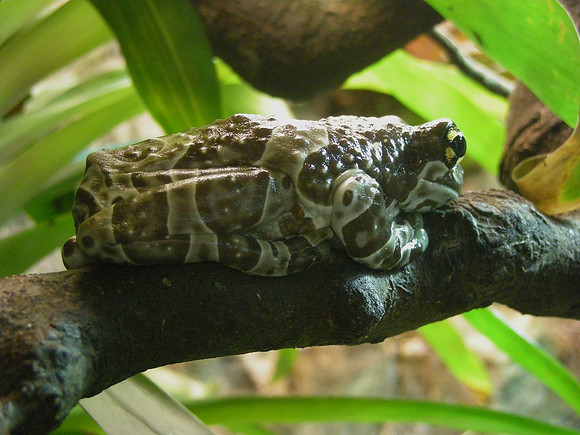 frog, Museum of Natural History