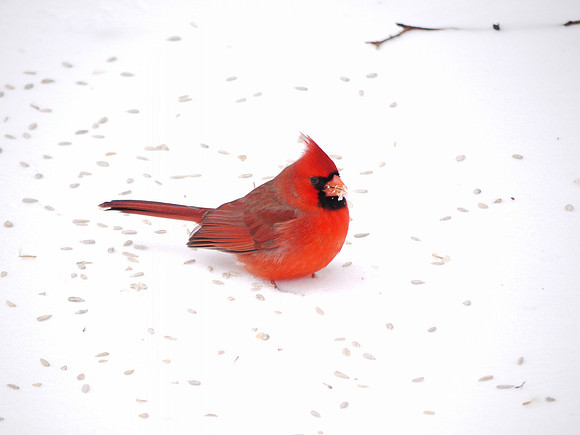 Cardinal in snow, Central Park