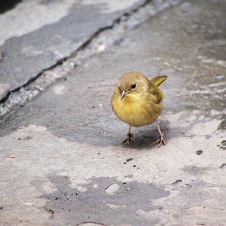 Common Yellowthroat, Bryant Park