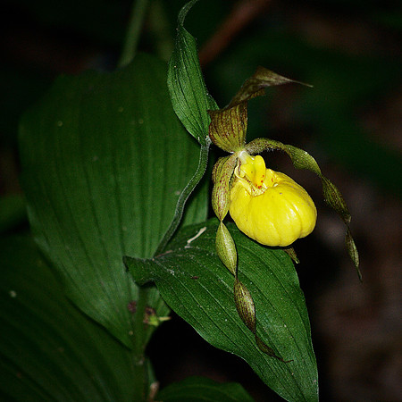 Cypripedium in Central Park