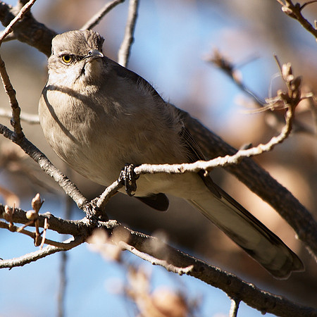 Mockingbird, Central Park