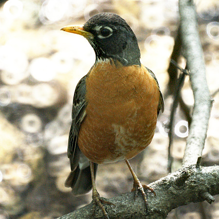 American Robin, Central Park