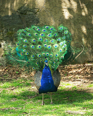 Wear Gaudy Colors