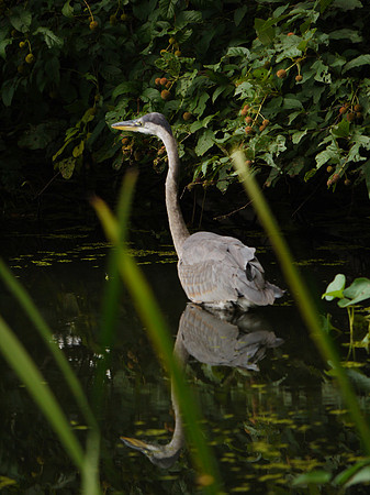 Great Blue Heron, Turtle Pond