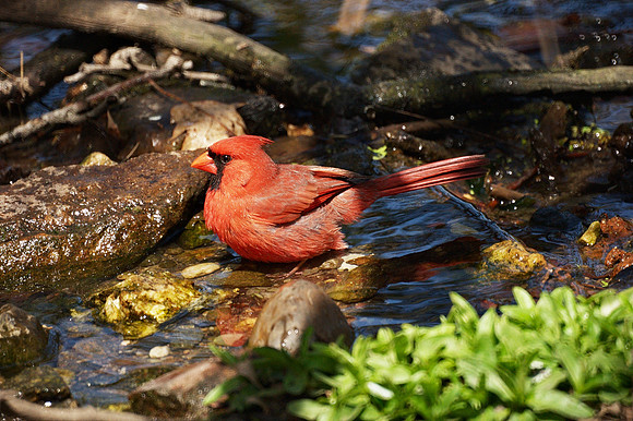 Cardinal, NY Botanical Garden