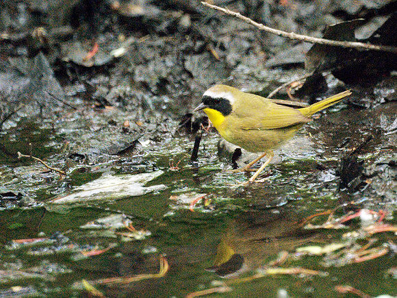 Common Yellowthroat, Azalea Pond