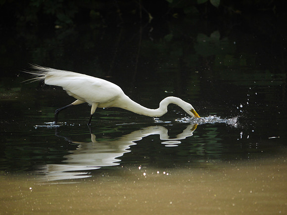 Great Egret fishing, The Pond, Central Park