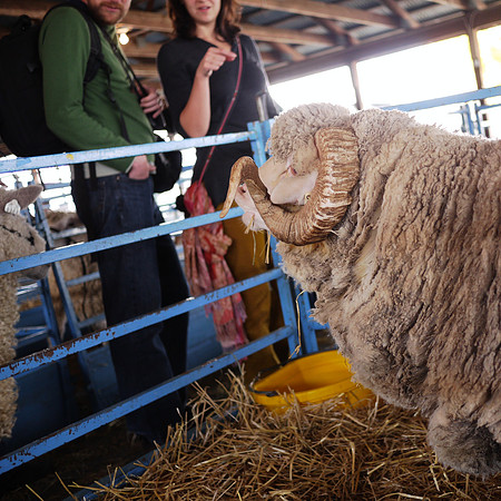 Dutchess County Sheep and Wool Festival