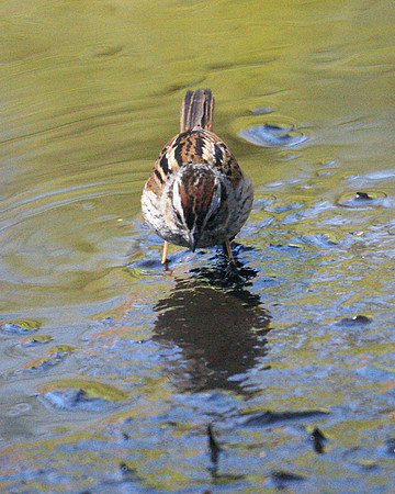 Swamp Sparrow, Central Park