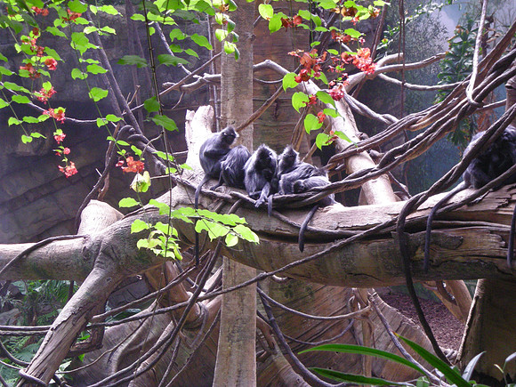 Composition, with Monkeys