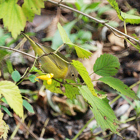 Nashville Warbler, Central Park