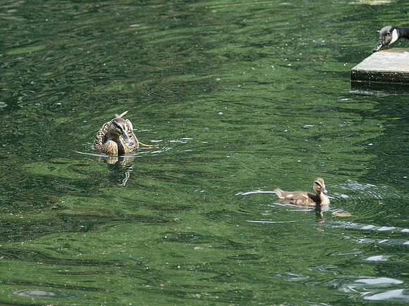 AVOID THE GOOSE
