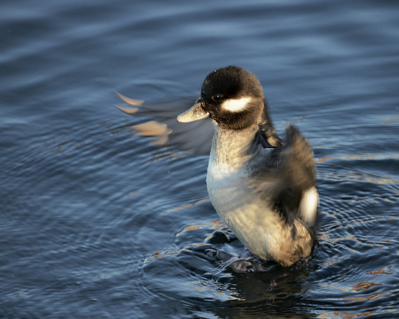 Bufflehead Duck, Central Park Reservoir