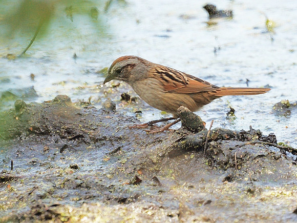 Swamp Sparrow