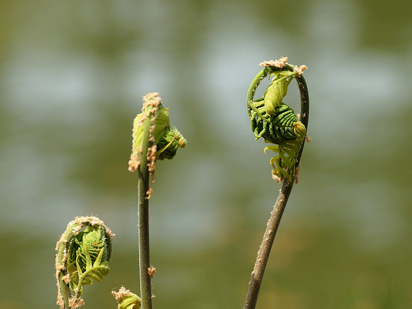 Ferns, Brooklyn Botanic Garden
