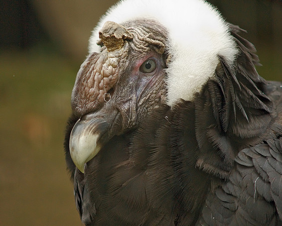 Andean Condor