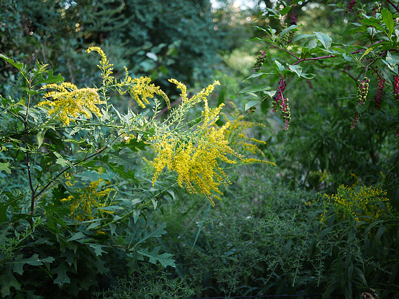 Goldenrod and Poke, Central Park