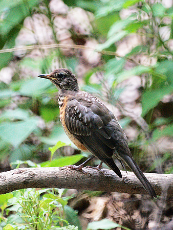 very young Robin