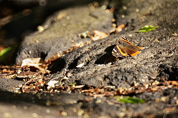 Red Admiral butterfly, Central Park