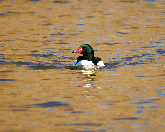Common Merganser, Harlem Meer, Central Park
