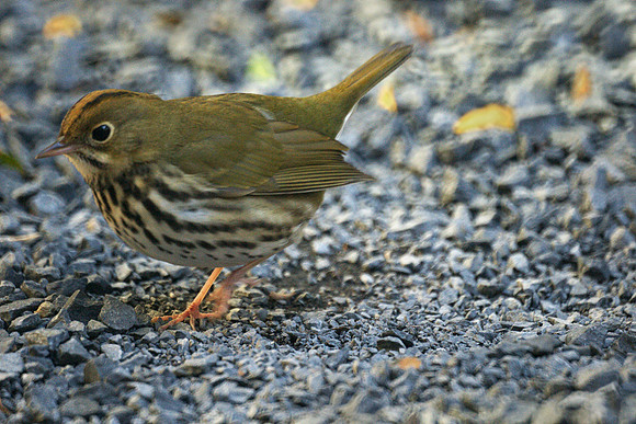 Ovenbird, Bryant Park