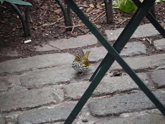 Ovenbird, Bryant Park