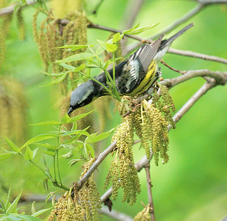 Magnolia Warbler, Central Park