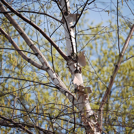 Birch Branches