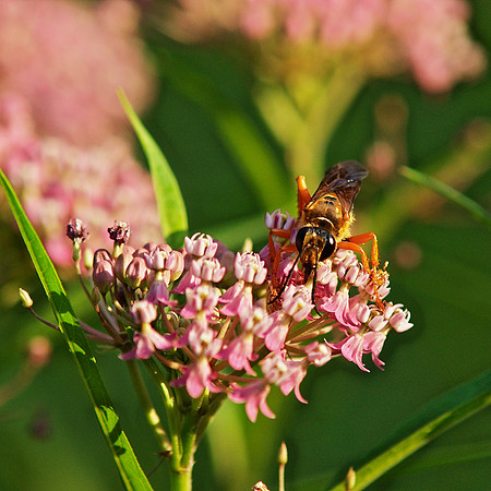 Great Golden Digger Wasp, Central Park, NY