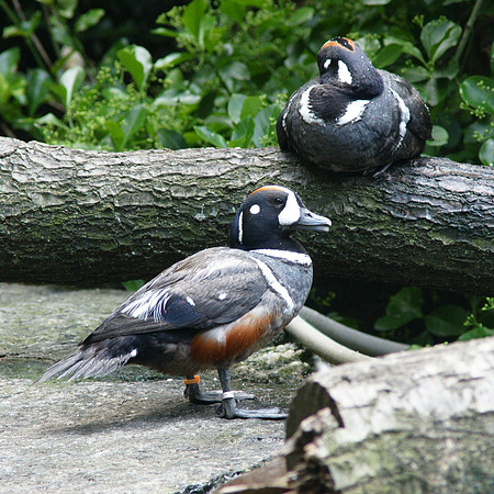 Harlequin Ducks, Central Park Zoo