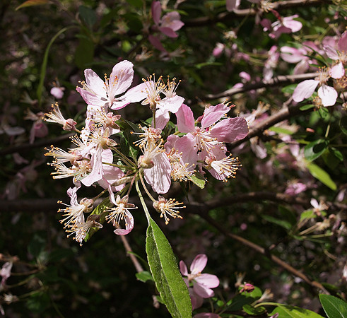 Azaleas, Central Park