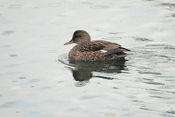 Gadwall, Central Park Reservoir