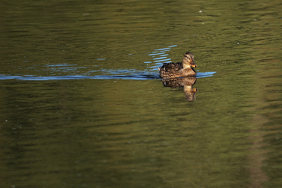 Turtle Pond