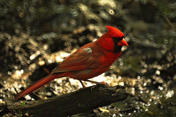 cardinal