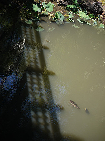 Turtles and shadows, Bankrock Bridge, Central Park