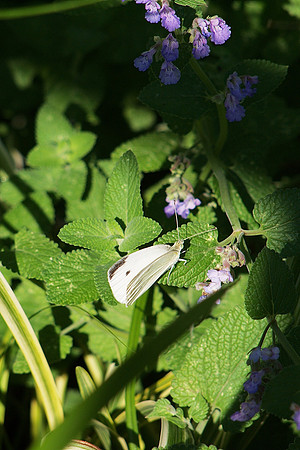 Cabbage butterfly