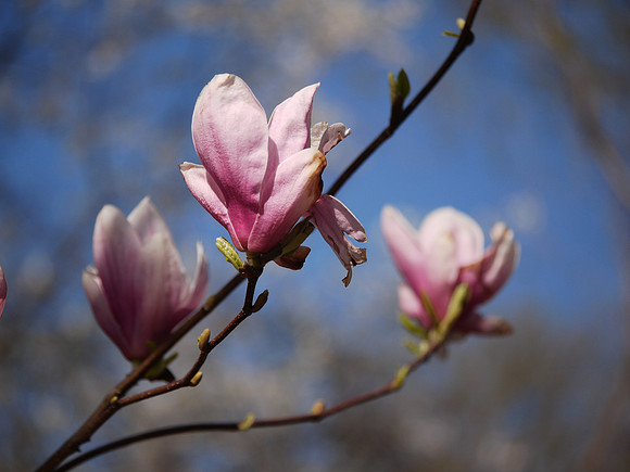 Magnolia blossoms, Central Park