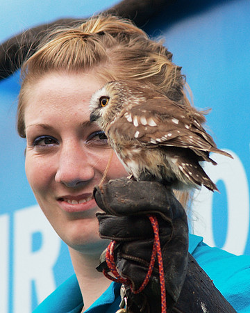 Tiny Owl