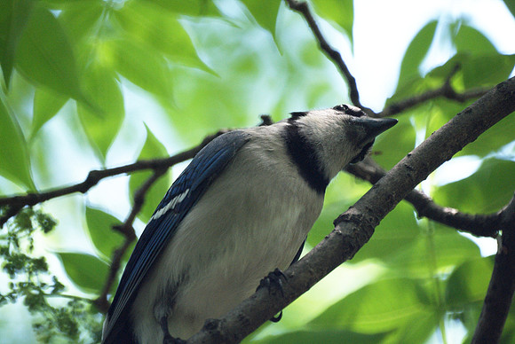 Bluejay overhead