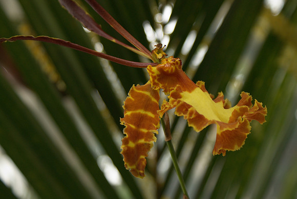 Psychopsis Kahili
