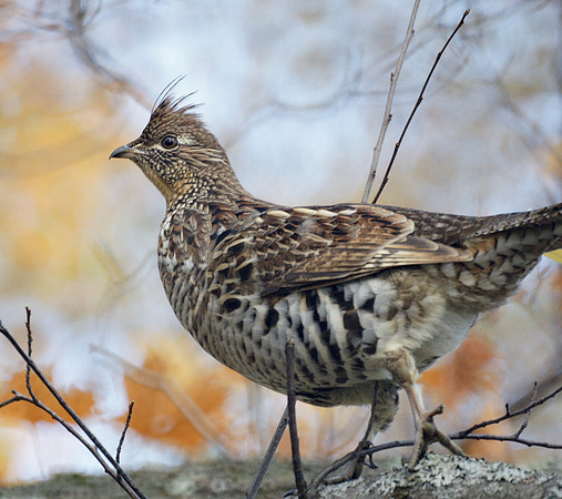 Ruffed Grouse, Prattsville NY