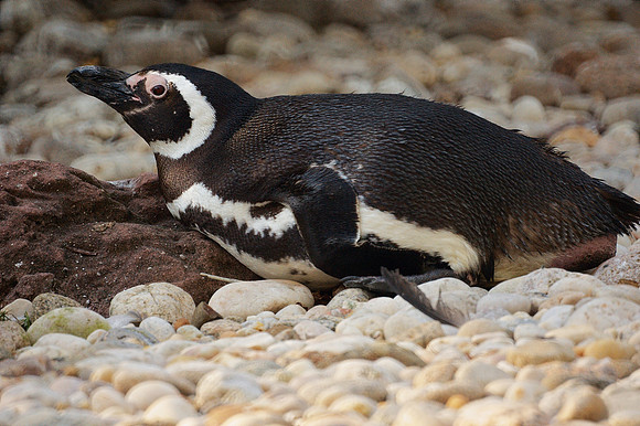 You Can't Go Wrong With A Penguin