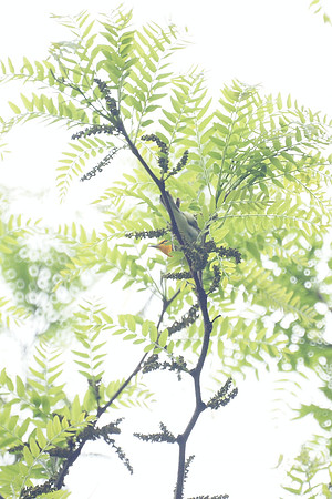 Blackburnian Warbler, Central Park